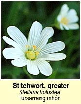 stitchwort,greater (tursainn mhr)