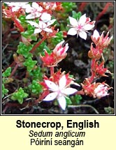 stonecrop,english (púiríní seangán)