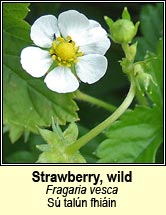 strawberry,wild (sú talún fhiáin)