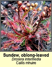 sundew, oblong-leaved (cails mhuire)