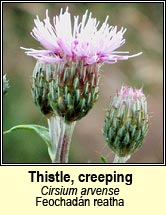 thistle,creeping (feochadn reatha)