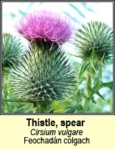 thistle,spear (feochadn colgach)