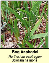 bog asphodel (sciollam na mna)