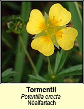 tormentil (Nalfartach)