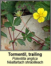 tormentil,trailing (néalfartach shraoilleach)