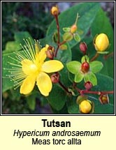 tutsan (meas torc allta)