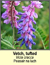 vetch,tufted (fiseánach thiubh)