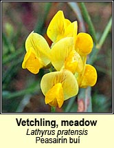 vetchling,meadow (peasairn bu)