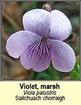 violet,marsh (sailchuach chorraigh)