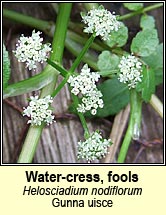 water-cress,fools (gunna uisce)