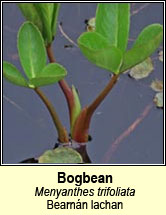 bogbean (bearnn lachan)