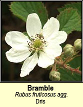 bramble (dris)