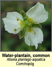 water=plantain,common (corrchopg)
