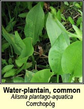 water=plantain,common (corrchopg)