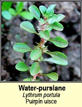 water-purslane (puirpn uisce)