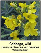 cabbage,wild (cabiste fiin)