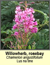 willowherb,rosebay (lus na tine)