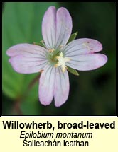 willowherb,broad-leaved (saileachán leathan)