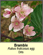 bramble (dris)