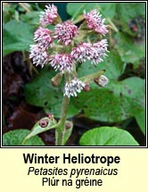 winter heliotrope (Plr na grine)