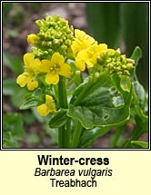 wintercress (treabhach)