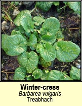 wintercress (treabhach)