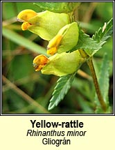 yellow rattle (gliogrn)