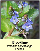 brooklime (lochall)