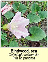 bindweed,sea (plúr an phrionsa)