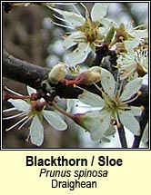 blackthorn (draighean)