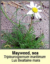 mayweed,sea (lus bealtaine)