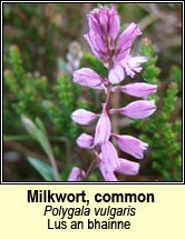 milkwort,common (lus an bhainne)