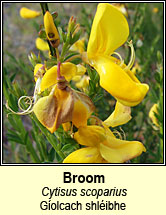 broom (giolcach shlibhe)