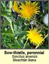 sow-thistle,perennial (bleachtán léana)
