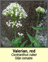 valerian,red (sln iomaire)