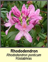 rhododendron (róslabhras)