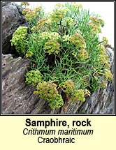 samphire,rock (craobhraic)