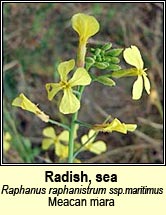 radish,sea (meacan mara)