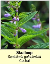 skullcap (cochall)