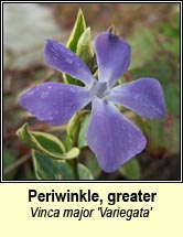 periwinkle,variegated