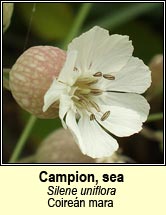 campion,sea (coiren mara)