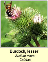 burdock,lesser (cndn)