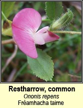 restharrow (framhacha tairne)