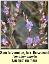 sea-lavender,lax-flowered (lus liath na mara)