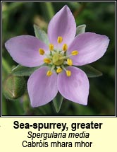 sea-spurrey,greater (cabris mhara mhr)