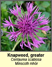 knapweed,greater (mínscoth mhor)