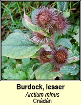 burdock,lesser (cndn)