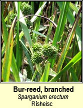 bur-reed,branched (rsheisc)
