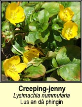 creeping jenny (lysimachia nummularia)