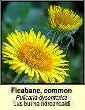 fleabane,common (lus búi na ndreancaidi)
